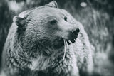 Grizzly Snack by Nathan Larson. SKU 92572i. Archival Giclee Fine art print for wall decor.