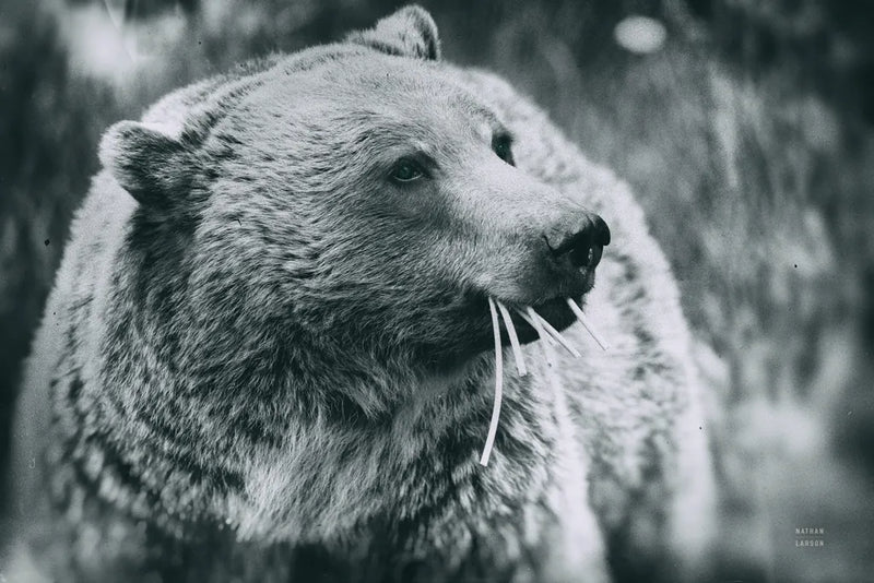 Grizzly Snack by Nathan Larson. SKU 92572i. Archival Giclee Fine art print for wall decor.