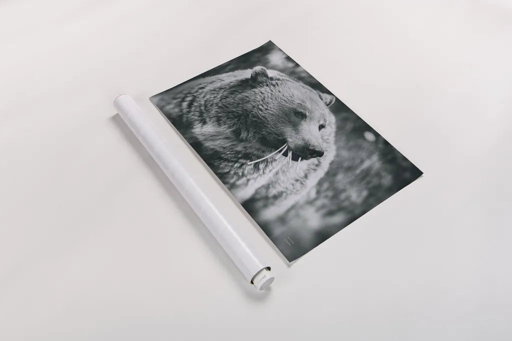 Grizzly Snack by Nathan Larson. shown as a rolled paper print. Available as archival giclee rolled canvas, fine art paper, or poster print. SKU 92572i.