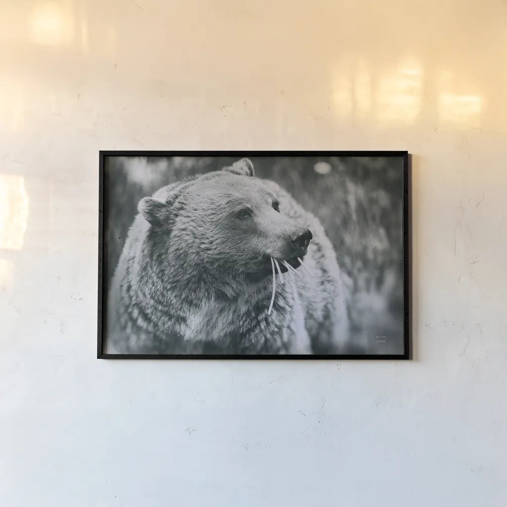 Grizzly Snack by Nathan Larson. shown as a paper print in a black flame. Available as a archival giclee rolled canvas, fine art paper, or poster print. SKU 92572i.
