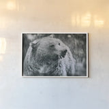 Grizzly Snack by Nathan Larson. shown as a paper print in a white frame. Available as a archival giclee rolled canvas, fine art paper, or poster print. SKU 92572i.