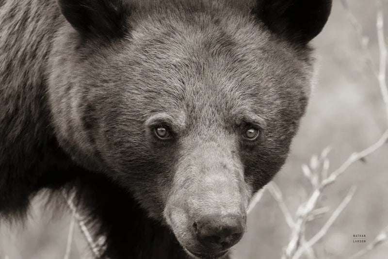 Hello Bear by Nathan Larson. SKU 100755i. Archival Giclee Fine art print for wall decor.