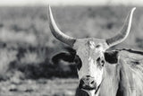 High Desert Herd BW by Nathan Larson. SKU 102774i. Archival Giclee Fine art print for wall decor.