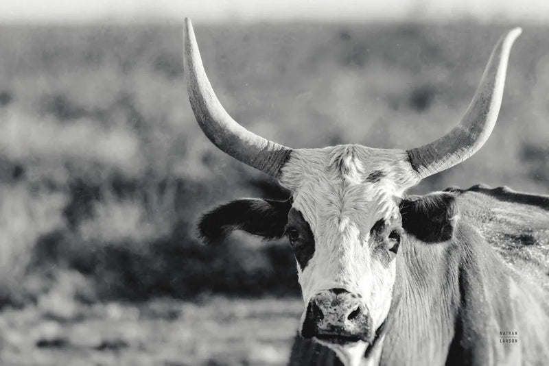 High Desert Herd BW by Nathan Larson. SKU 102774i. Archival Giclee Fine art print for wall decor.