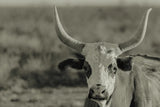 High Desert Herd Sepia by Nathan Larson. SKU 102775i. Archival Giclee Fine art print for wall decor.