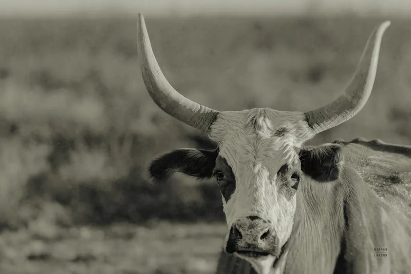 High Desert Herd Sepia by Nathan Larson. SKU 102775i. Archival Giclee Fine art print for wall decor.