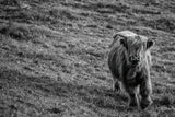 Highland Cow Calf in the Wind by Nathan Larson. SKU 70523i. Archival Giclee Fine art print for wall decor.