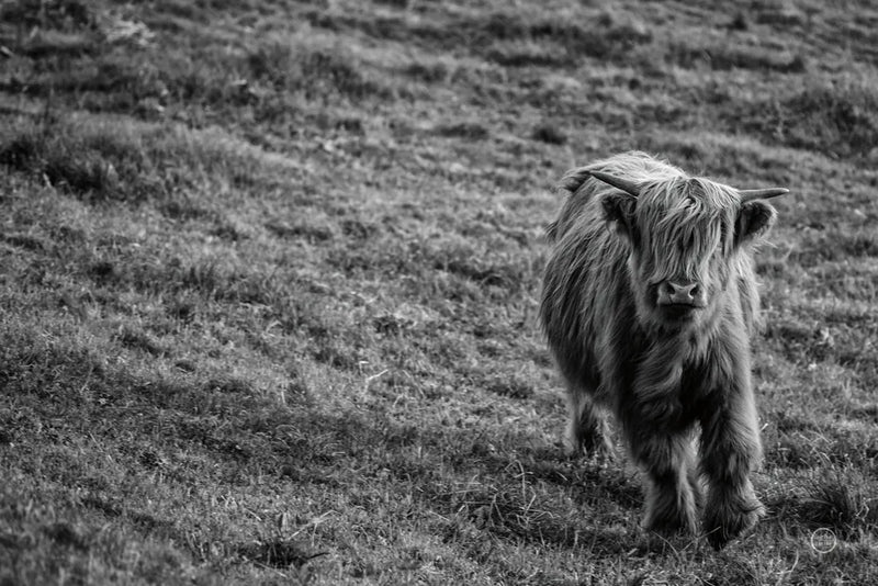 Highland Cow Calf in the Wind by Nathan Larson. SKU 70523i. Archival Giclee Fine art print for wall decor.