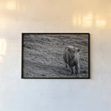 Highland Cow Calf in the Wind by Nathan Larson. shown as a paper print in a black flame. Available as a archival giclee rolled canvas, fine art paper, or poster print. SKU 70523i.