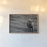 Highland Cow Calf in the Wind by Nathan Larson. shown as a paper print in a natural frame. Available as a archival giclee rolled canvas, fine art paper, or poster print. SKU 70523i.