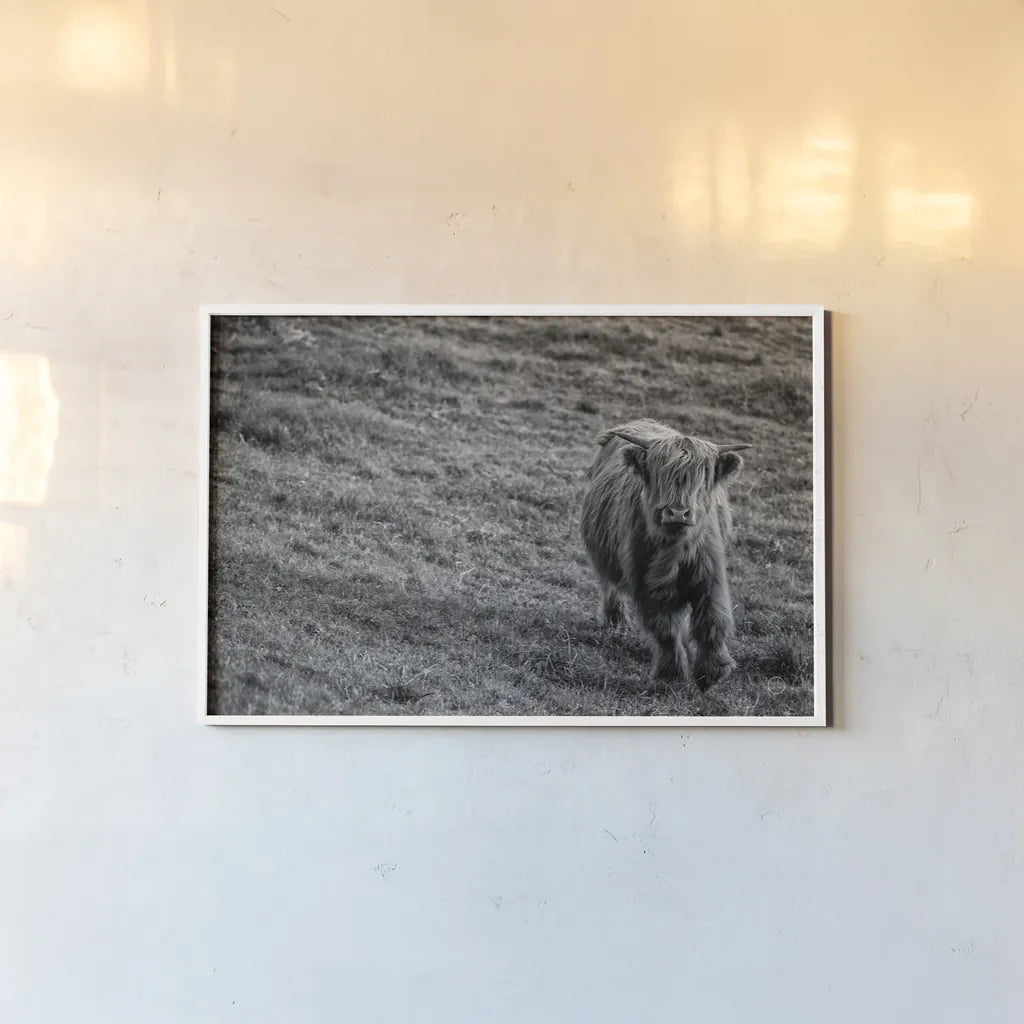 Highland Cow Calf in the Wind by Nathan Larson. shown as a paper print in a white frame. Available as a archival giclee rolled canvas, fine art paper, or poster print. SKU 70523i.