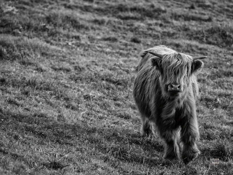 Highland Cow Calf in the Wind Crop by Nathan Larson
