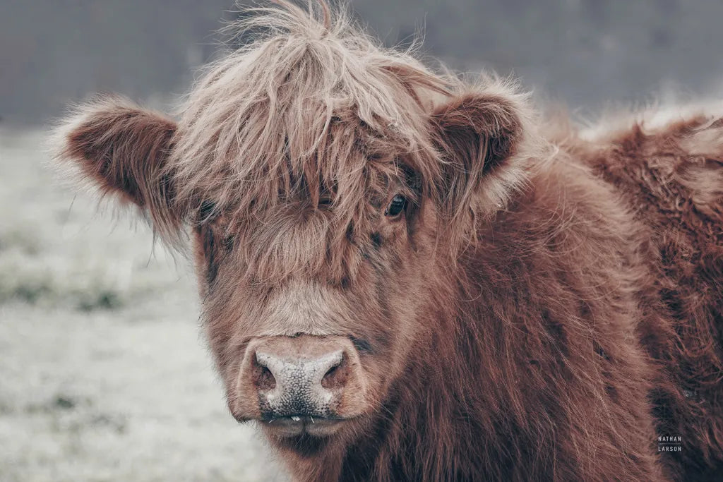 Highland Cow Do by Nathan Larson. SKU 79335i. Archival Giclee Fine art print for wall decor.
