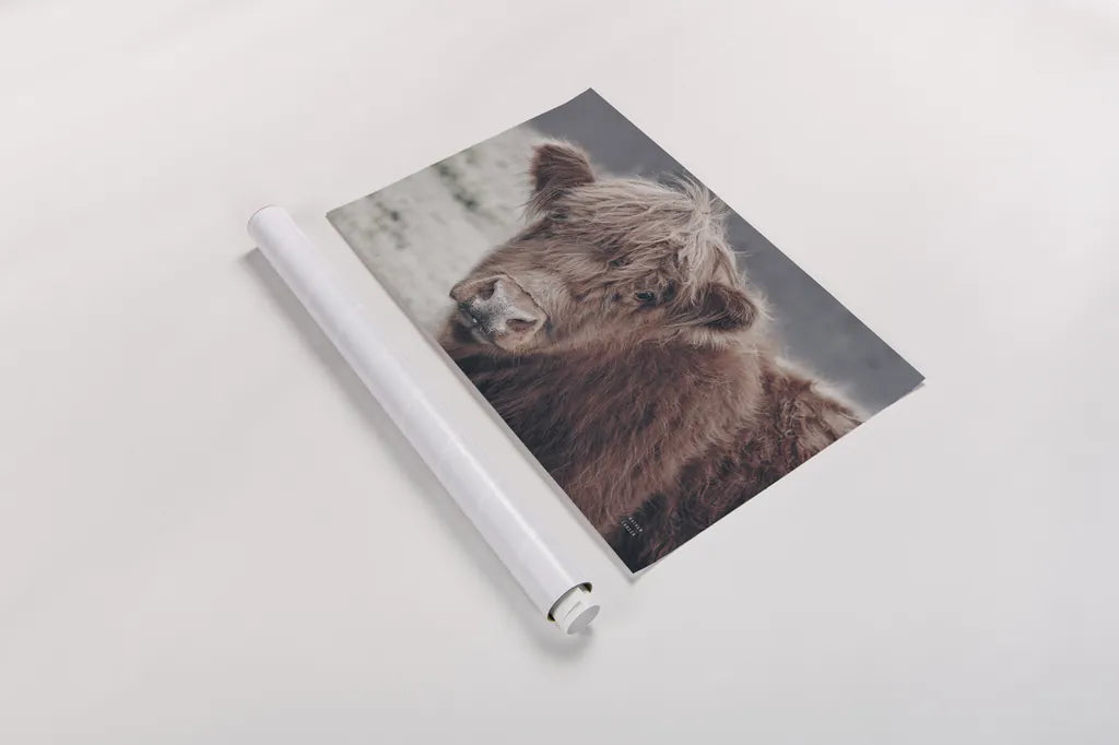 Highland Cow Do by Nathan Larson. shown as a rolled paper print. Available as archival giclee rolled canvas, fine art paper, or poster print. SKU 79335i.