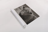 Highland Cow Do Neutral by Nathan Larson. shown as a rolled paper print. Available as archival giclee rolled canvas, fine art paper, or poster print. SKU 79336i.