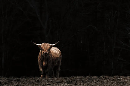 Highland Cow King of the Hill by Nathan Larson. SKU 89477i. Archival Giclee Fine art print for wall decor.