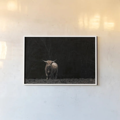Highland Cow King of the Hill by Nathan Larson. shown as a paper print in a white frame. Available as a archival giclee rolled canvas, fine art paper, or poster print. SKU 89477i.