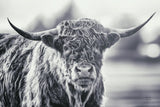 Highland Cow Pastures II by Nathan Larson. SKU 90698i. Archival Giclee Fine art print for wall decor.