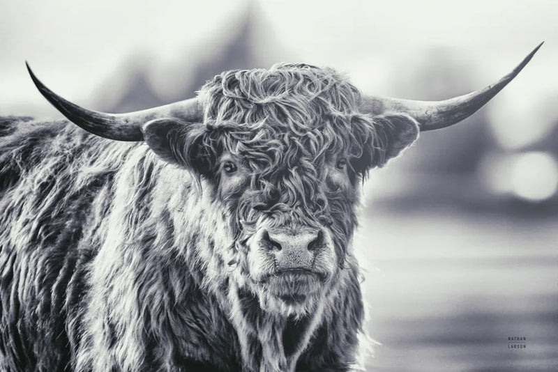 Highland Cow Pastures II by Nathan Larson. SKU 90698i. Archival Giclee Fine art print for wall decor.