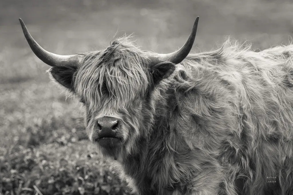 Highland Cow Spring by Nathan Larson. SKU 89476i. Archival Giclee Fine art print for wall decor.
