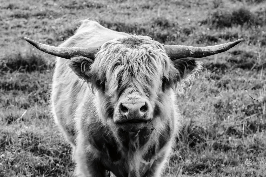 Highland Cow Staring Contest by Nathan Larson. SKU 70280i. Archival Giclee Fine art print for wall decor.