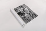 Highland Cow Staring Contest by Nathan Larson. shown as a rolled paper print. Available as archival giclee rolled canvas, fine art paper, or poster print. SKU 70280i.