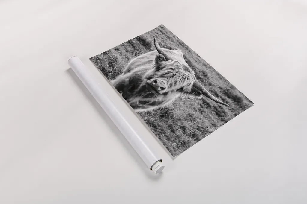 Highland Cow Staring Contest by Nathan Larson. shown as a rolled paper print. Available as archival giclee rolled canvas, fine art paper, or poster print. SKU 70280i.