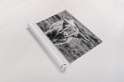 Highland Cow Staring Contest by Nathan Larson. shown as a rolled paper print. Available as archival giclee rolled canvas, fine art paper, or poster print. SKU 70280i.