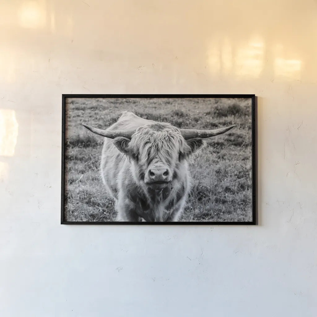 Highland Cow Staring Contest by Nathan Larson. shown as a paper print in a black flame. Available as a archival giclee rolled canvas, fine art paper, or poster print. SKU 70280i.