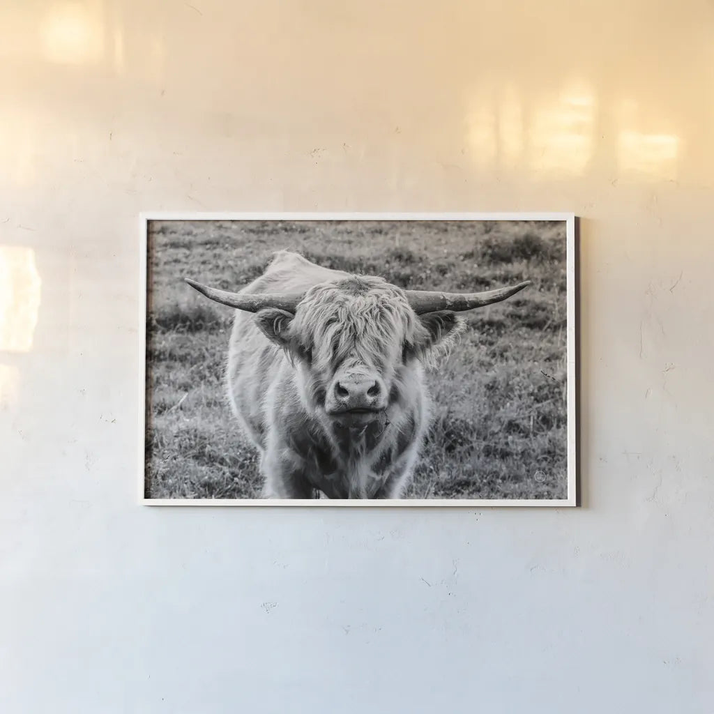 Highland Cow Staring Contest by Nathan Larson. shown as a paper print in a white frame. Available as a archival giclee rolled canvas, fine art paper, or poster print. SKU 70280i.