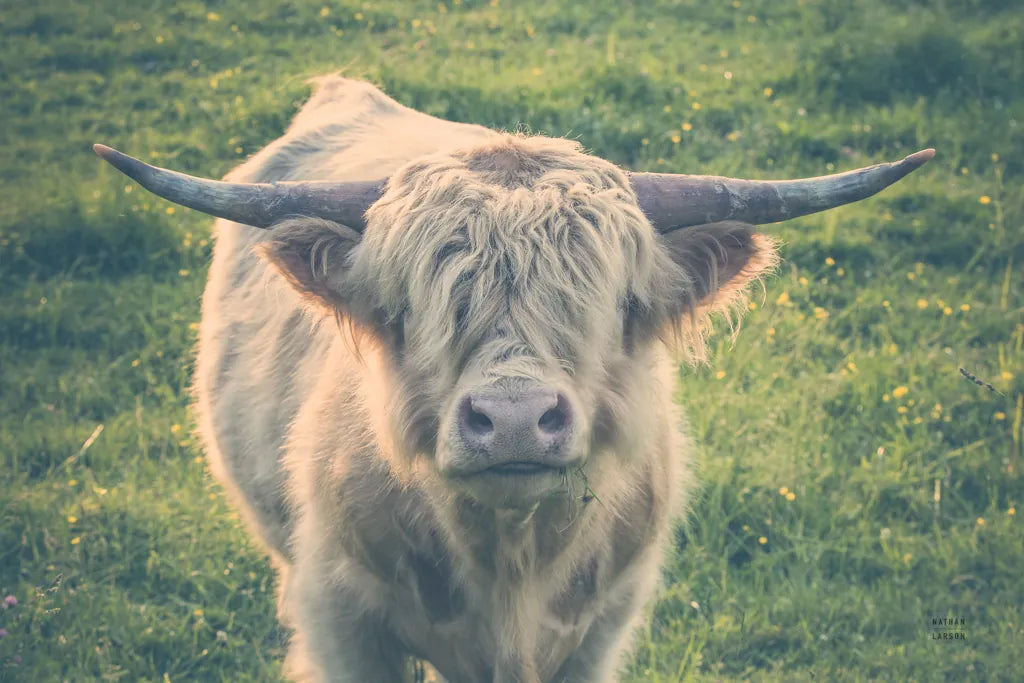 Highland Cow Staring Contest Color by Nathan Larson. SKU 80771i. Archival Giclee Fine art print for wall decor.