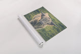 Highland Cow Staring Contest Color by Nathan Larson. shown as a rolled paper print. Available as archival giclee rolled canvas, fine art paper, or poster print. SKU 80771i.