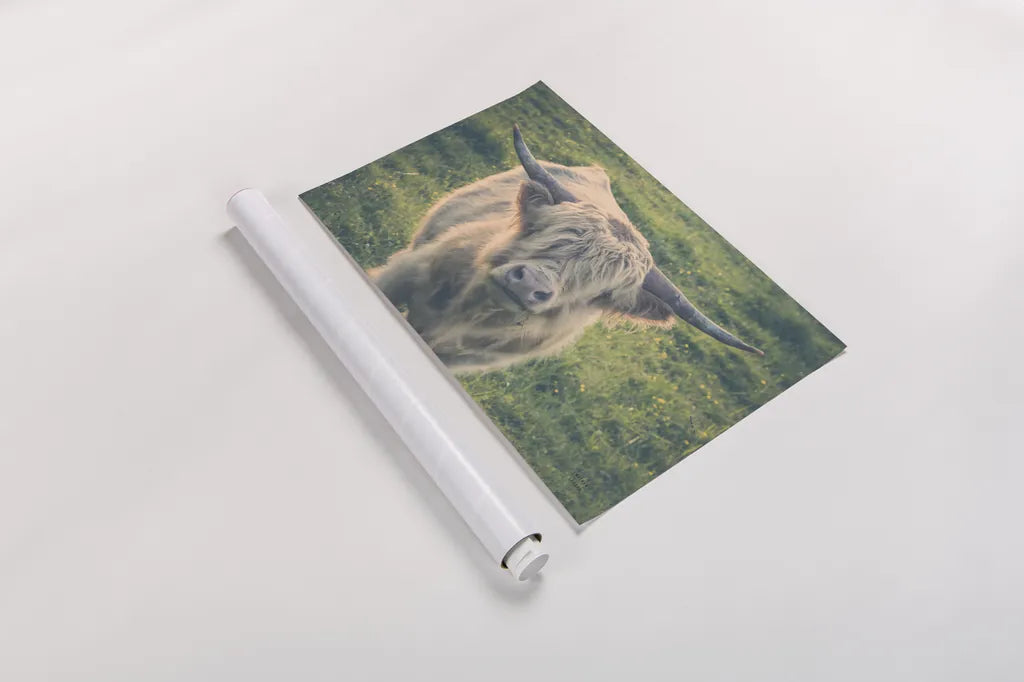 Highland Cow Staring Contest Color by Nathan Larson. shown as a rolled paper print. Available as archival giclee rolled canvas, fine art paper, or poster print. SKU 80771i.