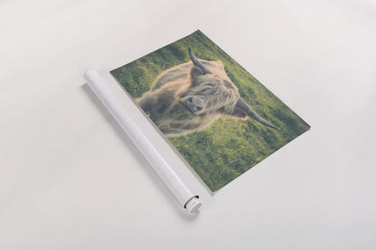 Highland Cow Staring Contest Color by Nathan Larson. shown as a rolled paper print. Available as archival giclee rolled canvas, fine art paper, or poster print. SKU 80771i.