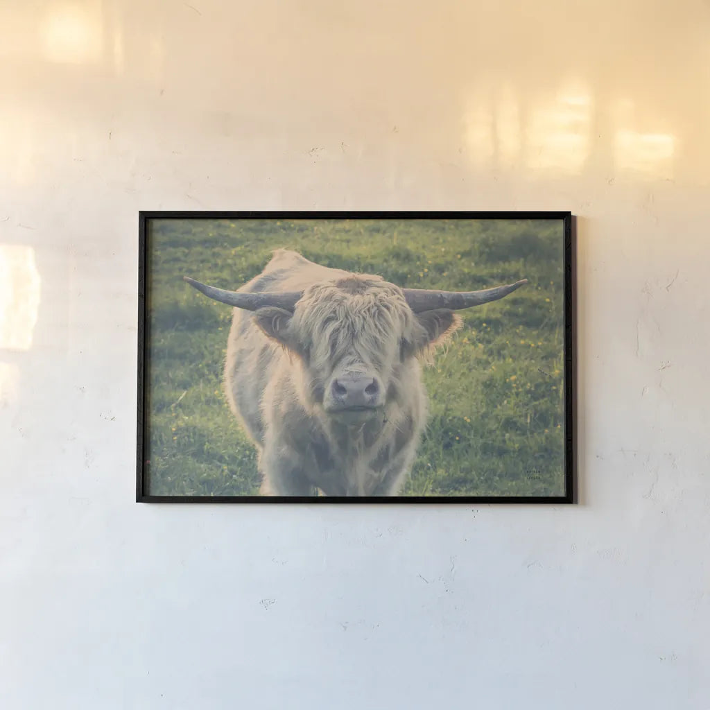 Highland Cow Staring Contest Color by Nathan Larson. shown as a paper print in a black flame. Available as a archival giclee rolled canvas, fine art paper, or poster print. SKU 80771i.