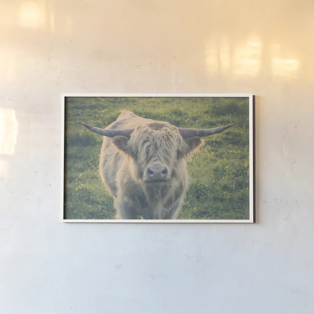 Highland Cow Staring Contest Color by Nathan Larson. shown as a paper print in a white frame. Available as a archival giclee rolled canvas, fine art paper, or poster print. SKU 80771i.