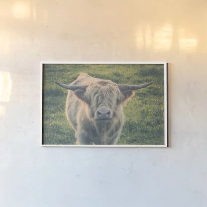 Highland Cow Staring Contest Color by Nathan Larson. shown as a paper print in a white frame. Available as a archival giclee rolled canvas, fine art paper, or poster print. SKU 80771i.