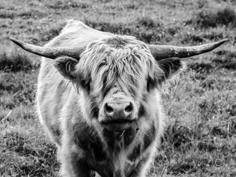 Highland Cow Staring Contest Crop by Nathan Larson