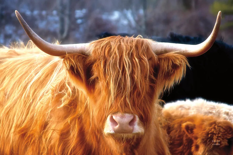 Highland Cow Sunshine by Nathan Larson. SKU 83982i. Archival Giclee Fine art print for wall decor.