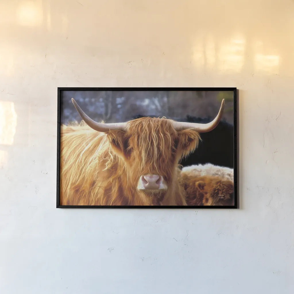 Highland Cow Sunshine by Nathan Larson. shown as a paper print in a black flame. Available as a archival giclee rolled canvas, fine art paper, or poster print. SKU 83982i.