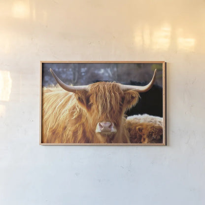 Highland Cow Sunshine by Nathan Larson. shown as a paper print in a natural frame. Available as a archival giclee rolled canvas, fine art paper, or poster print. SKU 83982i.