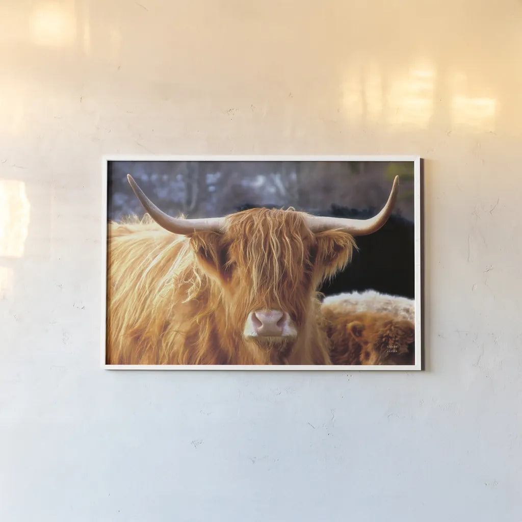Highland Cow Sunshine by Nathan Larson. shown as a paper print in a white frame. Available as a archival giclee rolled canvas, fine art paper, or poster print. SKU 83982i.