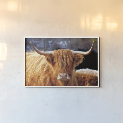 Highland Cow Sunshine by Nathan Larson. shown as a paper print in a white frame. Available as a archival giclee rolled canvas, fine art paper, or poster print. SKU 83982i.