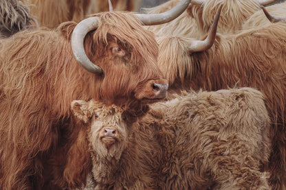 Highland Cow Under Cover by Nathan Larson. SKU 79337i. Archival Giclee Fine art print for wall decor.