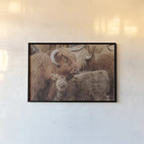 Highland Cow Under Cover by Nathan Larson. shown as a paper print in a black flame. Available as a archival giclee rolled canvas, fine art paper, or poster print. SKU 79337i.
