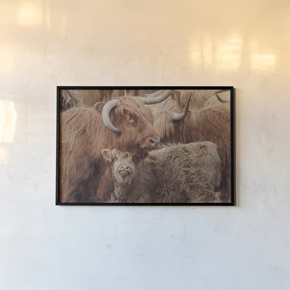 Highland Cow Under Cover by Nathan Larson. shown as a paper print in a black flame. Available as a archival giclee rolled canvas, fine art paper, or poster print. SKU 79337i.