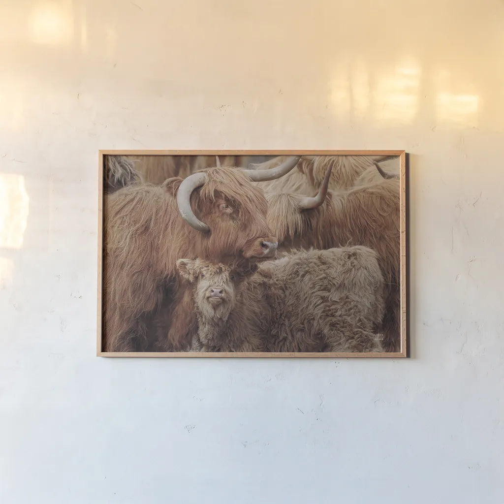 Highland Cow Under Cover by Nathan Larson. shown as a paper print in a natural frame. Available as a archival giclee rolled canvas, fine art paper, or poster print. SKU 79337i.