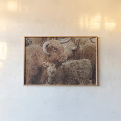 Highland Cow Under Cover by Nathan Larson. shown as a paper print in a natural frame. Available as a archival giclee rolled canvas, fine art paper, or poster print. SKU 79337i.
