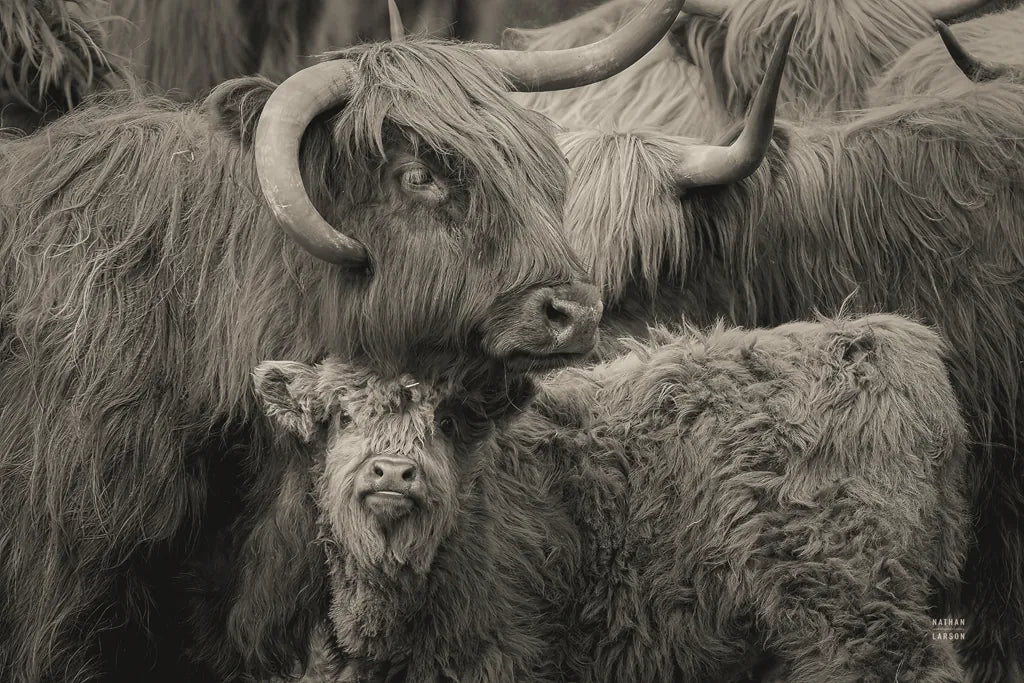Highland Cow Under Cover Neutral by Nathan Larson. SKU 79338i. Archival Giclee Fine art print for wall decor.