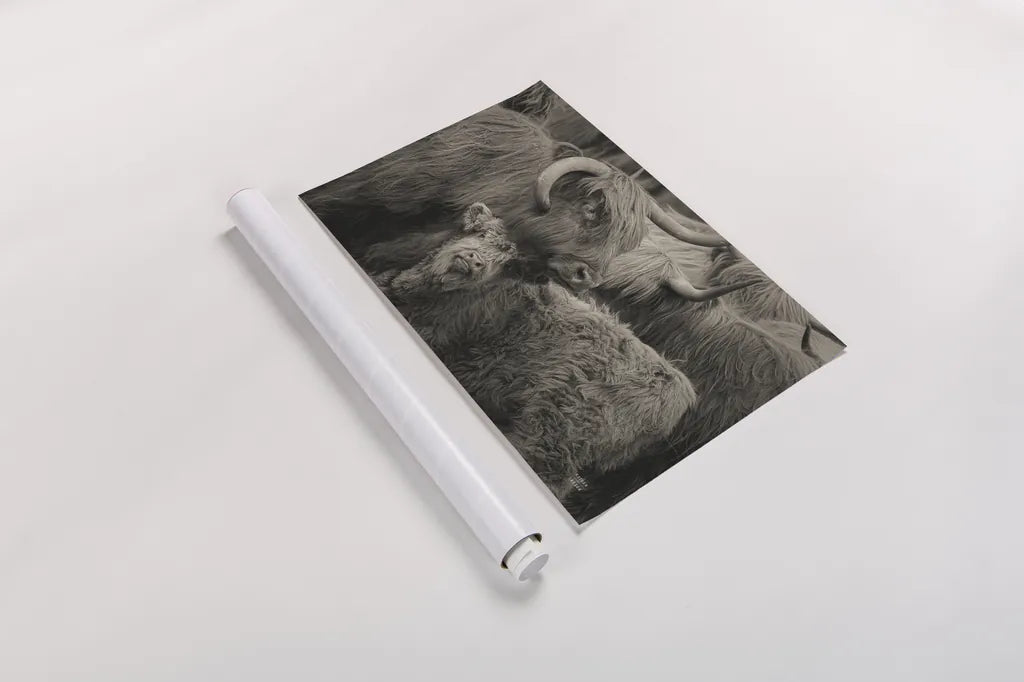 Highland Cow Under Cover Neutral by Nathan Larson. shown as a rolled paper print. Available as archival giclee rolled canvas, fine art paper, or poster print. SKU 79338i.